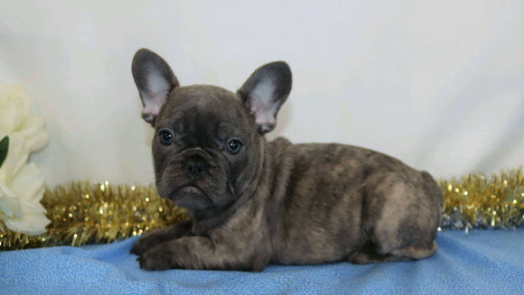 AKC Registered French Bulldog For Sale Wooster, OH Female- Raine