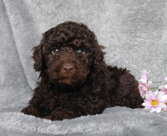 Medium F1B Labradoodle For Sale Millersburg, OH Male- Raisin