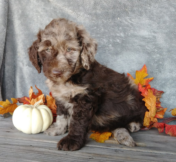 F1B Medium Labradoodle For Sale Millersburg, OH Male- Ralph