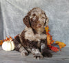 F1B Medium Labradoodle For Sale Millersburg, OH Male- Ralph