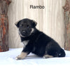 Norwegian Elkhound Hybrid For Sale Adamsville, OH Male- Rambo