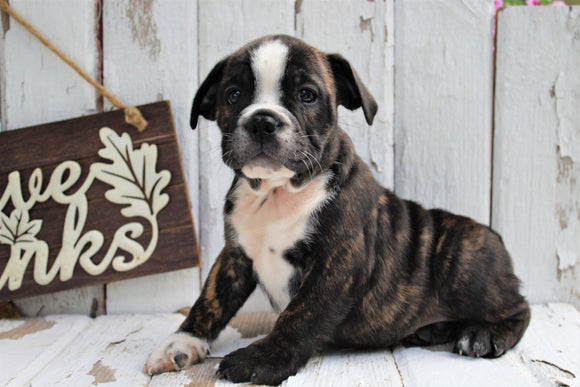 Beabull For Sale Holmesville, OH Male- Rambo