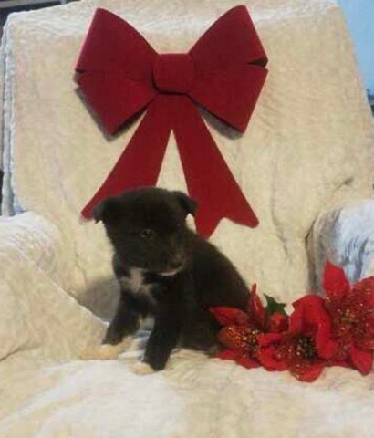 Siberian Husky Mix For Sale Warsaw, OH Male- Rambo