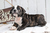 Beabull For Sale Holmesville, OH Male- Rambo