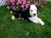 F1B Sheepadoodle For Sale Baltic, OH Male- Rambo