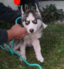 Siberian Husky For Sale Dundee, OH Male- Rascal