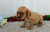 AKC Registered Cavalier King Charles Spaniel For Sale Wooster, OH Male- Reddy