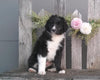 Mini Aussiedoodle For Sale Fredericksburg, OH Male- Reese