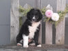 Mini Aussiedoodle For Sale Fredericksburg, OH Male- Reese