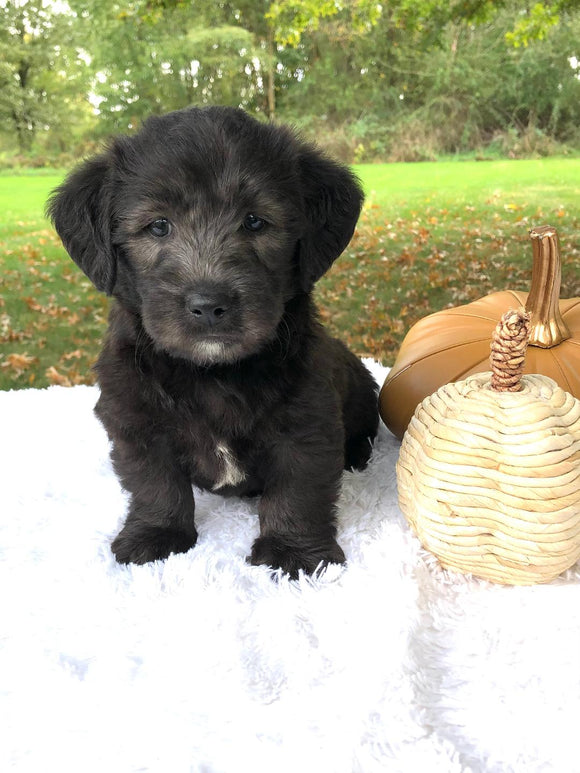 F1 Mini Labradoodle For Sale Dundee, OH Male- Remi