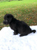 F1 Mini Labradoodle For Sale Dundee, OH Male- Remi