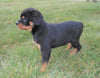 AKC Registered Rottweiler For Sale Sugarcreek, OH Female- Remi