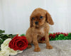 AKC Registered Cavalier King Charles Spaniel For Sale Wooster, OH Female- Rena
