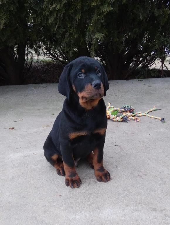 AKC Registered Rottweiler For Sale Sugarcreek OH Male-Tyson