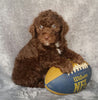 Mini Labradoodle For Sale Millersburg, OH Male- Ricky