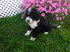 F1B Sheepadoodle For Sale Baltic, OH Male- Riley