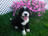 F1B Sheepadoodle For Sale Baltic, OH Male- Riley
