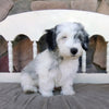 Mini Sheepadoodle For Sale Holmesville, OH Male- River