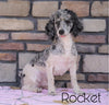 F1B Mini Sheepadoodle For Sale Wooster, OH Male- Cooper