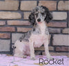 F1 Medium Sheepdoodle For Sale Wooster, OH Male- Ranger