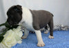 AKC Registered Boston Terrier For Sale Wooster, OH Male- Rocky