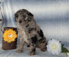 Aussiedoodle For Sale Holmesville, OH Male- Rocky