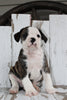 Beabull For Sale Holmesville, OH Male- Rocky