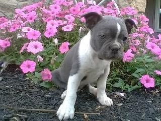 AKC Registered Boston Terrier For Sale Wooster, OH Male- Rocky