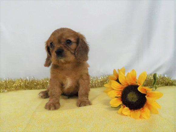 AKC Registered Cavalier King Charles Spaniel For Sale Wooster OH, Male- Roland