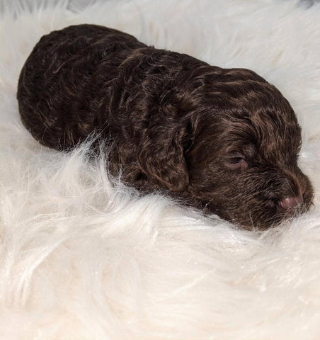 Cockapoo Puppy For Sale Dundee, Ohio Male- Ronnie