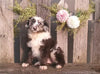 Mini Aussiedoodle For Sale Fredericksburg, OH Male- Rosco