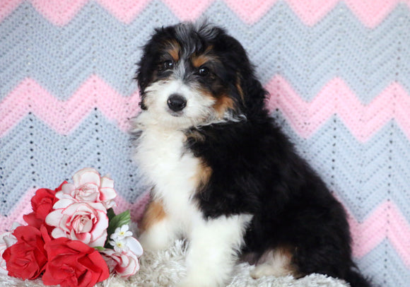 Mini Bernedoodle Puppy For Sale Mansfield, OH Male- Roscoe