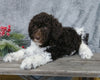 Medium F1B Labradoodle For Sale Millersburg, OH Male- Roscoe