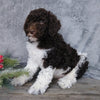 Medium F1B Labradoodle For Sale Millersburg, OH Male- Roscoe