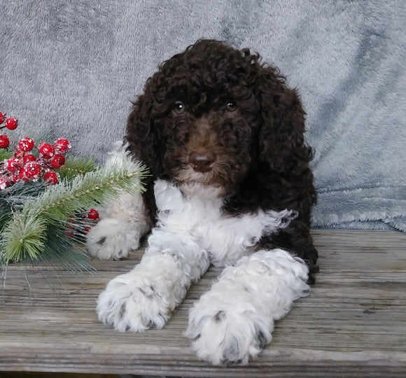 Medium F1B Labradoodle For Sale Millersburg, OH Male- Roscoe