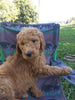 F2 Standard Goldendoodle For Sale New Waterford, OH Female- Rose