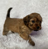 Shih-Poo Puppy For Sale Hartville, OH Female- Rose