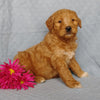 Goldendoodle For Sale Millersburg, OH Female- Rose