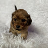 Shih-Poo Puppy For Sale Hartville, OH Female- Rose