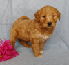 Goldendoodle For Sale Millersburg, OH Female- Rose