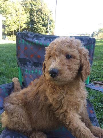 F2 Standard Goldendoodle For Sale New Waterford, OH Female- Rose