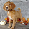 F1B Medium Labradoodle For Sale Millersburg, OH Female- Rosebud