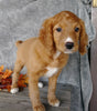 F1B Medium Labradoodle For Sale Millersburg, OH Female- Rosebud