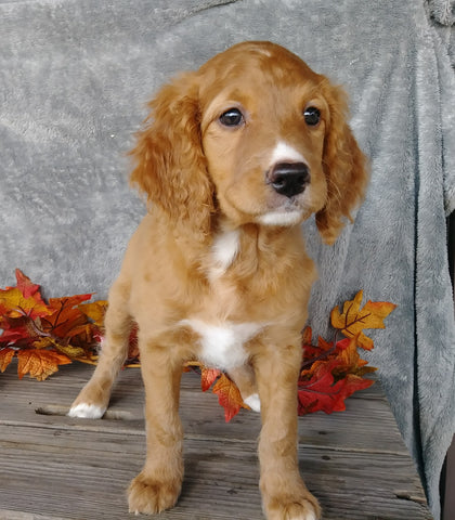 F1B Medium Labradoodle For Sale Millersburg, OH Female- Rosebud