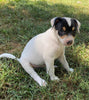 Rat Terrier For Sale Tampico, Illinois Male- Rowdy