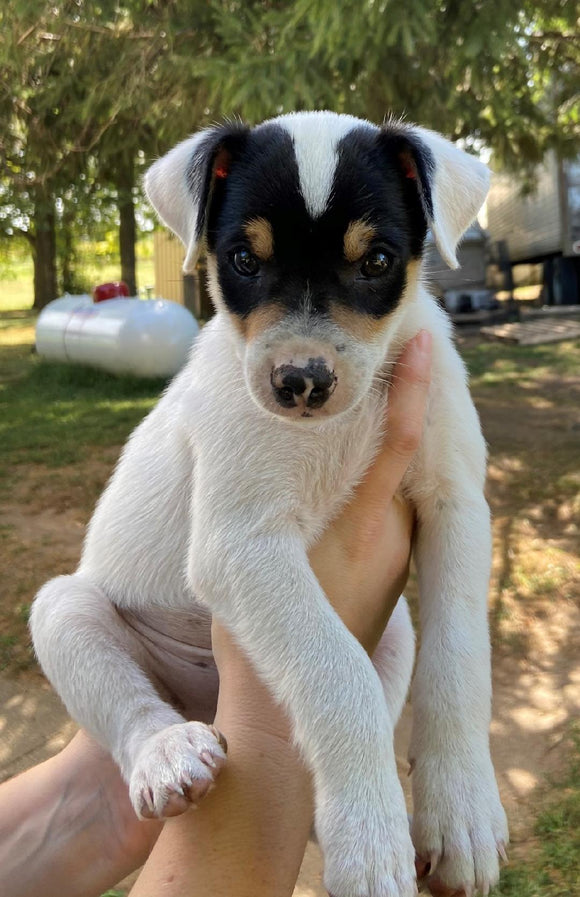 Rat Terrier For Sale Tampico, Illinois Male- Rowdy