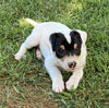 Rat Terrier For Sale Tampico, Illinois Male- Rowdy