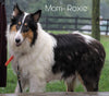 Collie (Lassie) For Sale Fredericksurg, OH Male- Reed