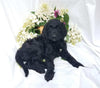 Goldendoodle For Sale Fredericksburg, OH Female- Roxie