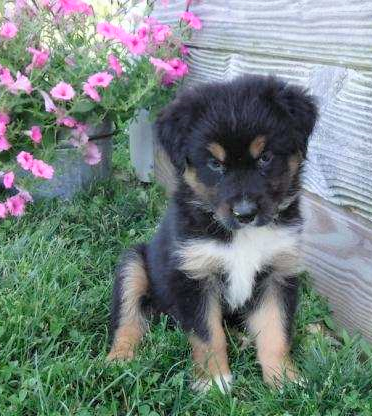 Australian Shepherd For Sale Baltic, OH Female- Roxy